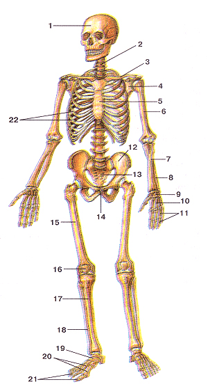 Кости туловища 1