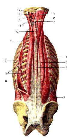 Мышцы тела человека 104