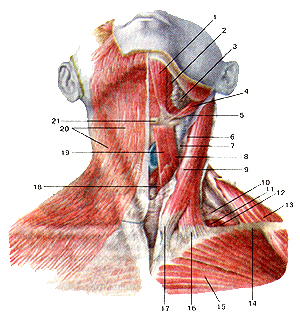 Мышцы шеи 110