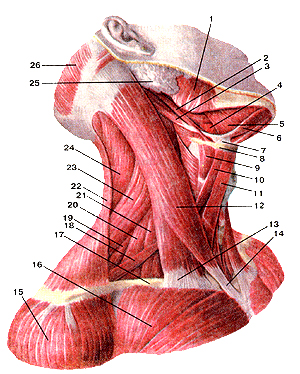 Мышцы шеи 111
