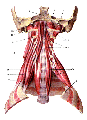 Мышцы шеи 113