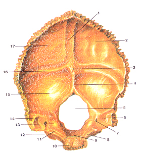 Кости черепа 21