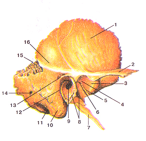 Кости черепа 27
