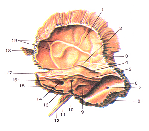 Кости черепа 28