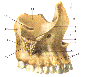 Кости черепа 31