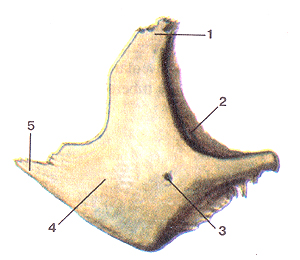 Кости черепа 33