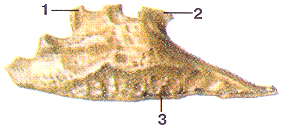 Кости черепа 36