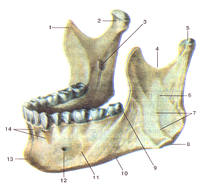 Кости черепа 39