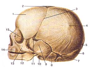 Кости черепа - Страница 2 48