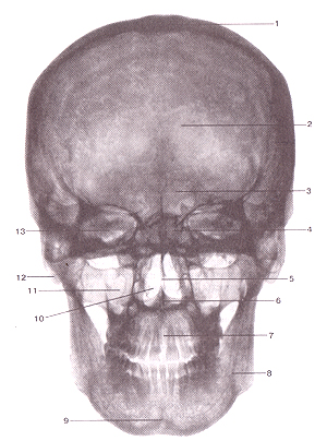 Кости черепа - Страница 2 49