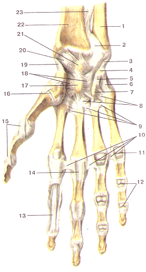 Соединения костей верхней конечности 83