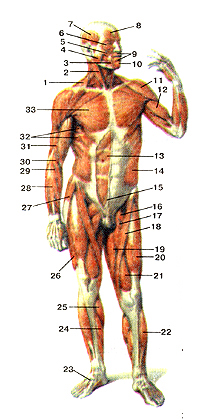 Мышцы тела человека 98